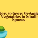 How to grow organic vegetables in small spaces