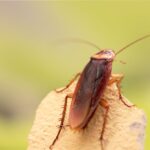 cockroach