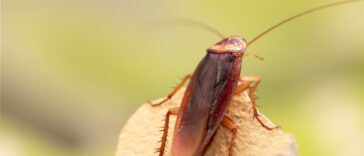 cockroach
