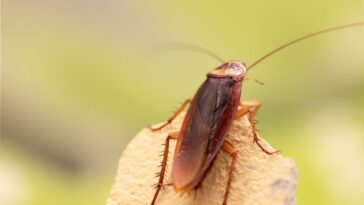cockroach