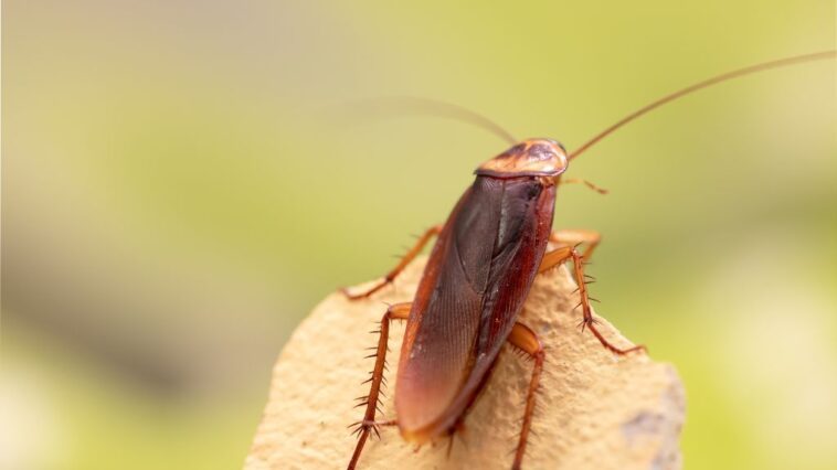 cockroach