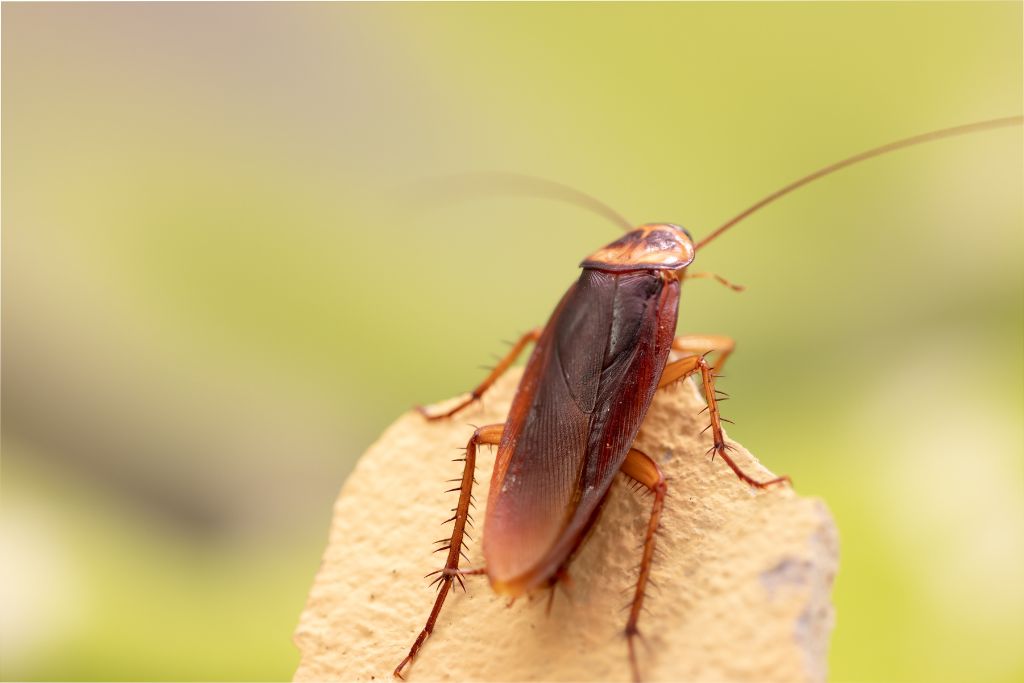 cockroach
